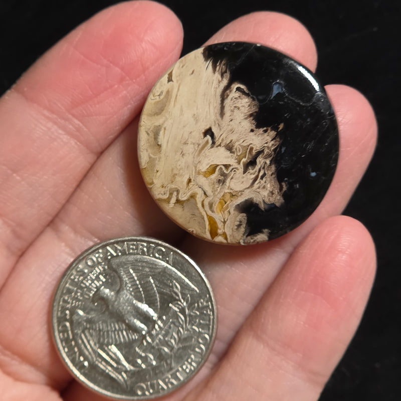 Petrified Palmroot Cabochon