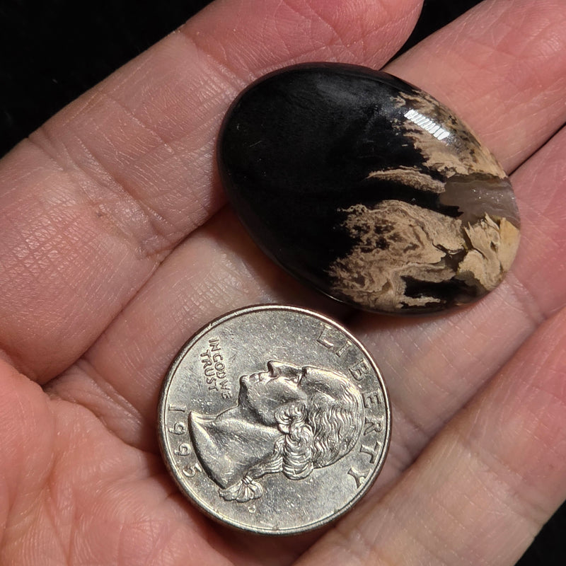 Petrified Palmroot Cabochon