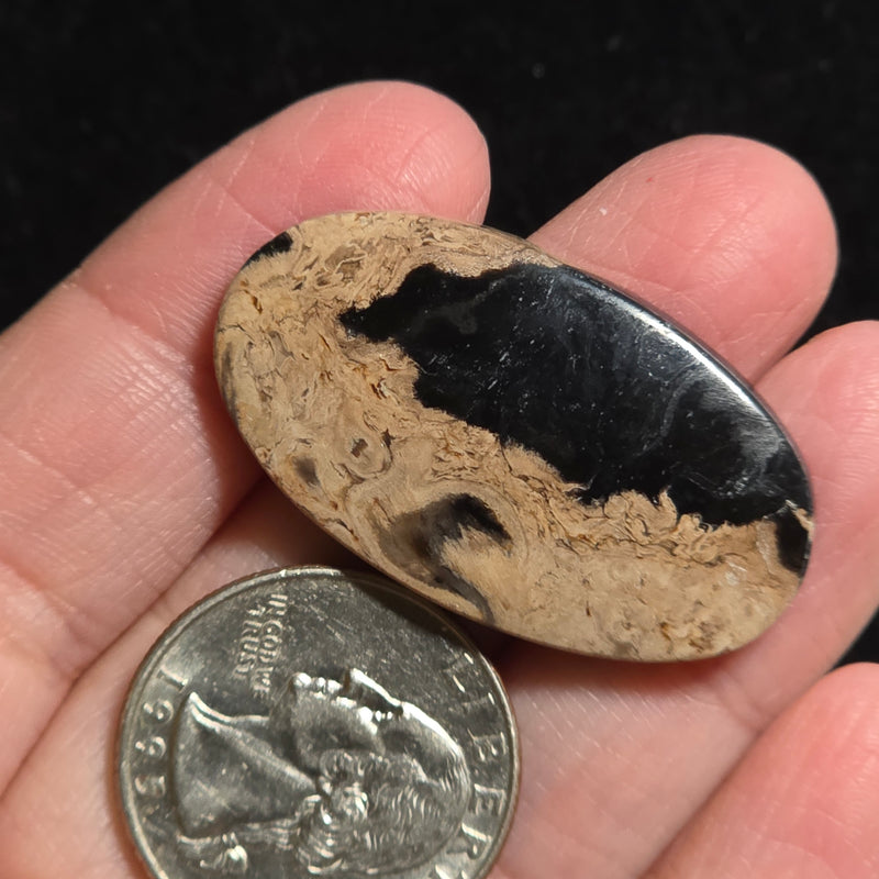 Petrified Palmroot Cabochon