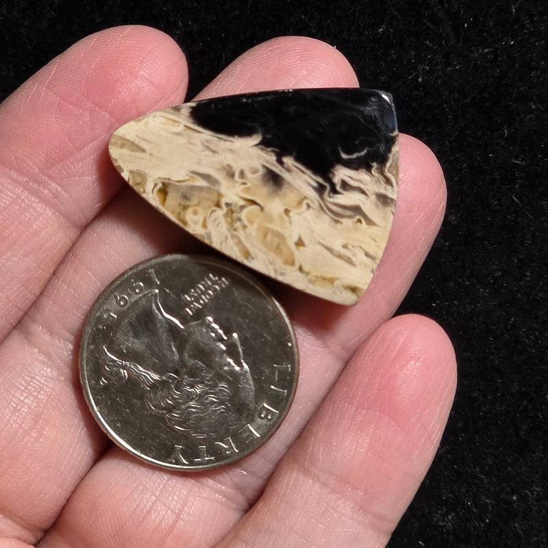 Petrified Palmroot Cabochon