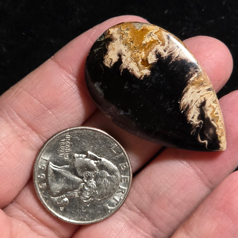 Petrified Palmroot Cabochon