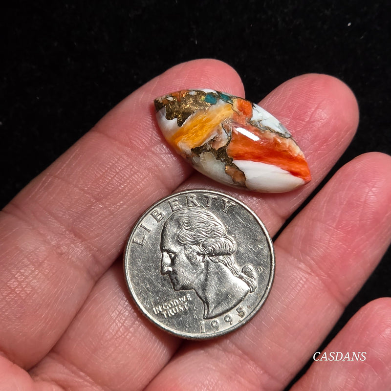 Spiny Oyster and Kingman Turquoise Composite Cabochon