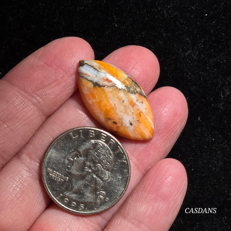 Spiny Oyster and Kingman Turquoise Composite Cabochon