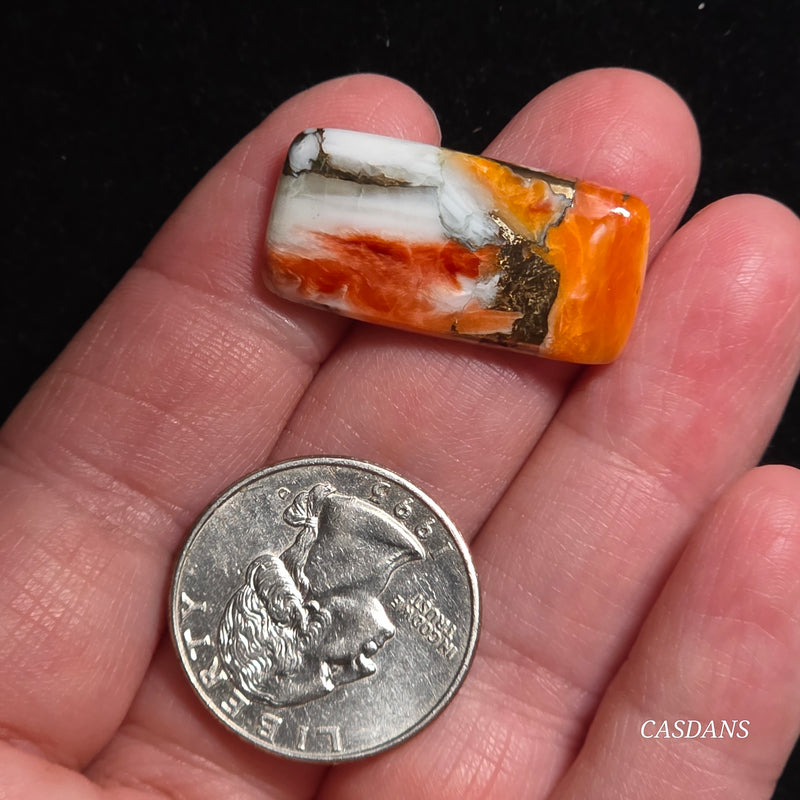 Spiny Oyster and Kingman Turquoise Composite Cabochon