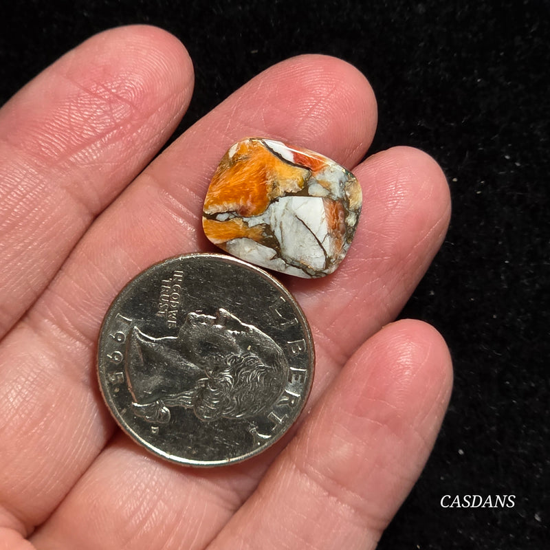 Spiny Oyster and Kingman Turquoise Composite Cabochon
