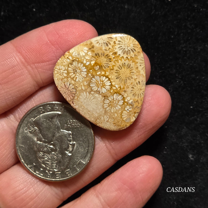 Coral Fossil Cabochon