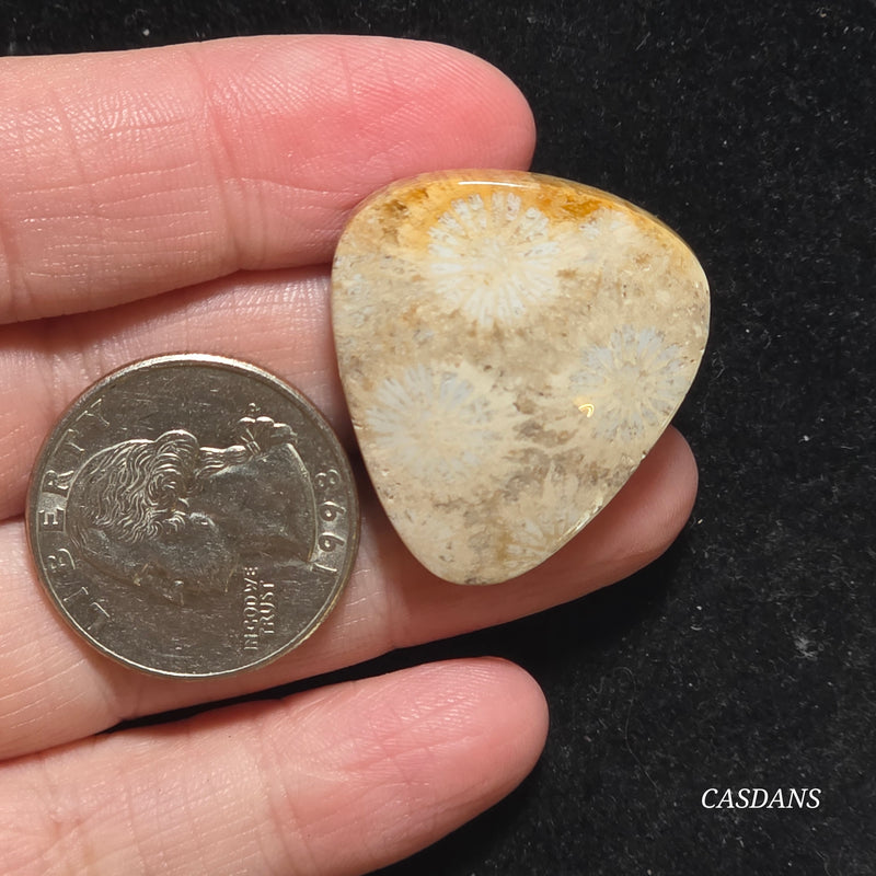 Coral Fossil Cabochon