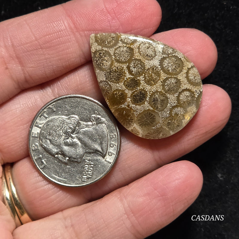 Coral Fossil Cabochon