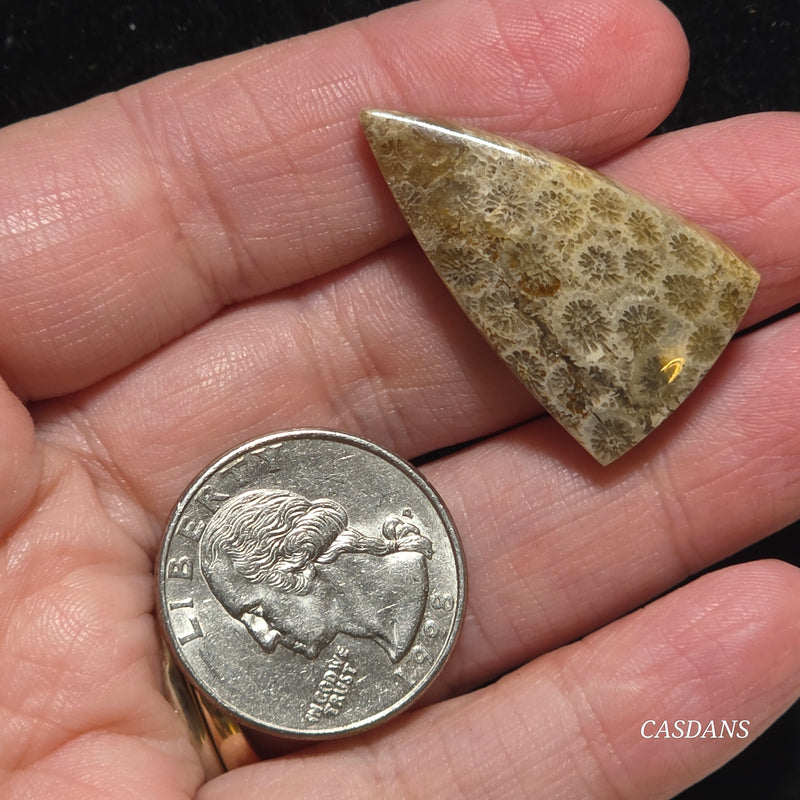 Coral Fossil Cabochon