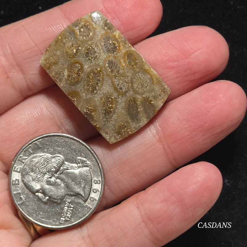 Coral Fossil Cabochon