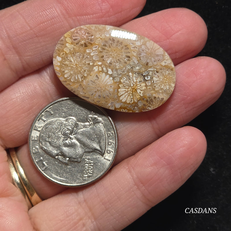 Coral Fossil Cabochon