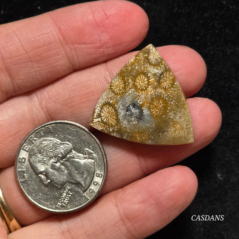 Coral Fossil Cabochon