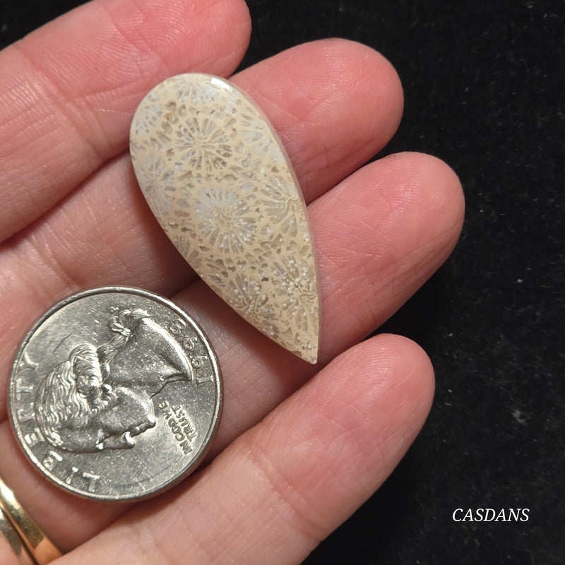 Coral Fossil Cabochon