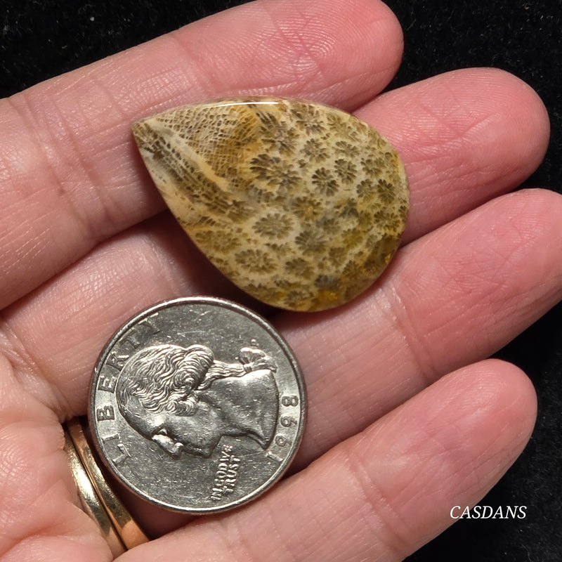 Coral Fossil Cabochon