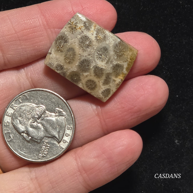 Coral Fossil Cabochon