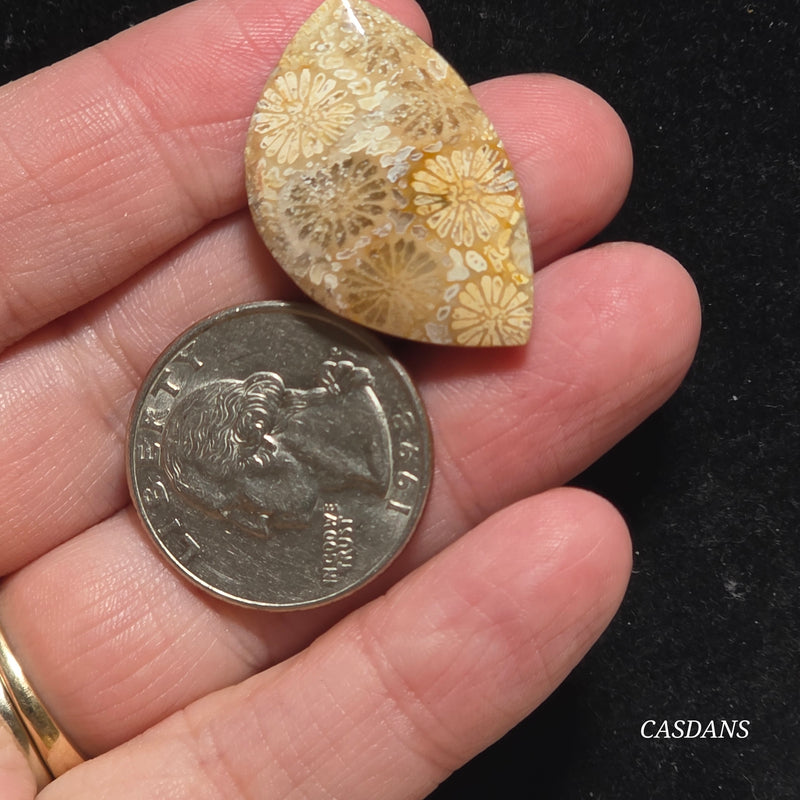 Coral Fossil Cabochon