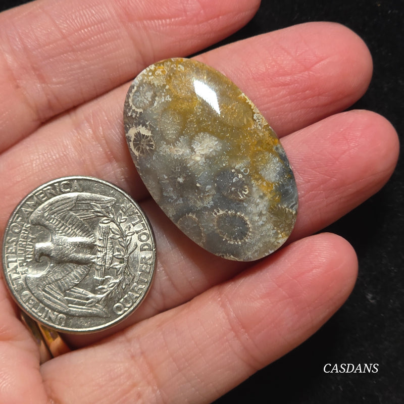Coral Fossil Cabochon