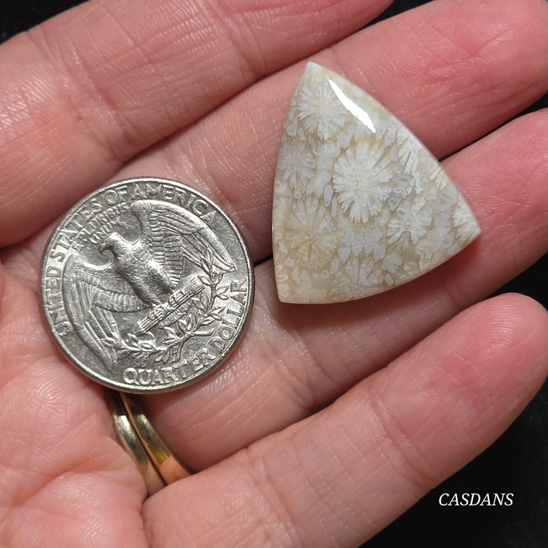 Coral Fossil Cabochon