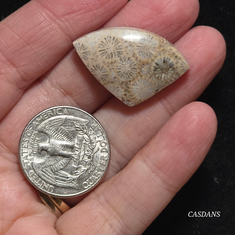 Coral Fossil Cabochon