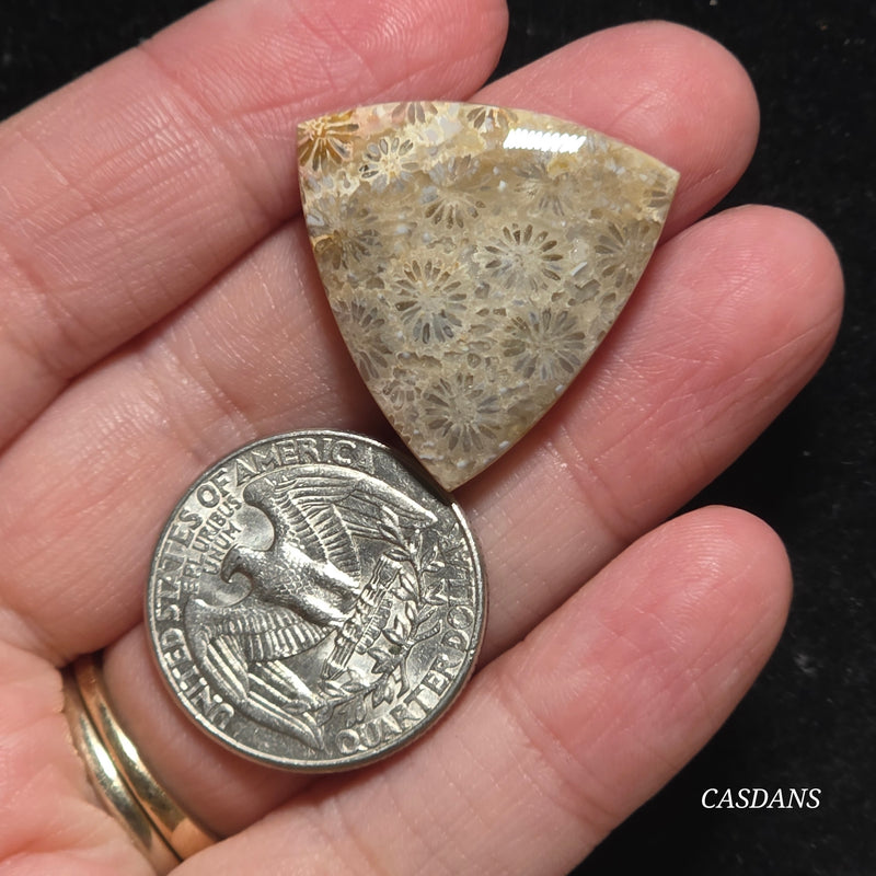 Coral Fossil Cabochon