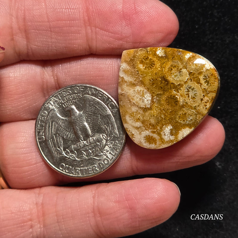 Coral Fossil Cabochon