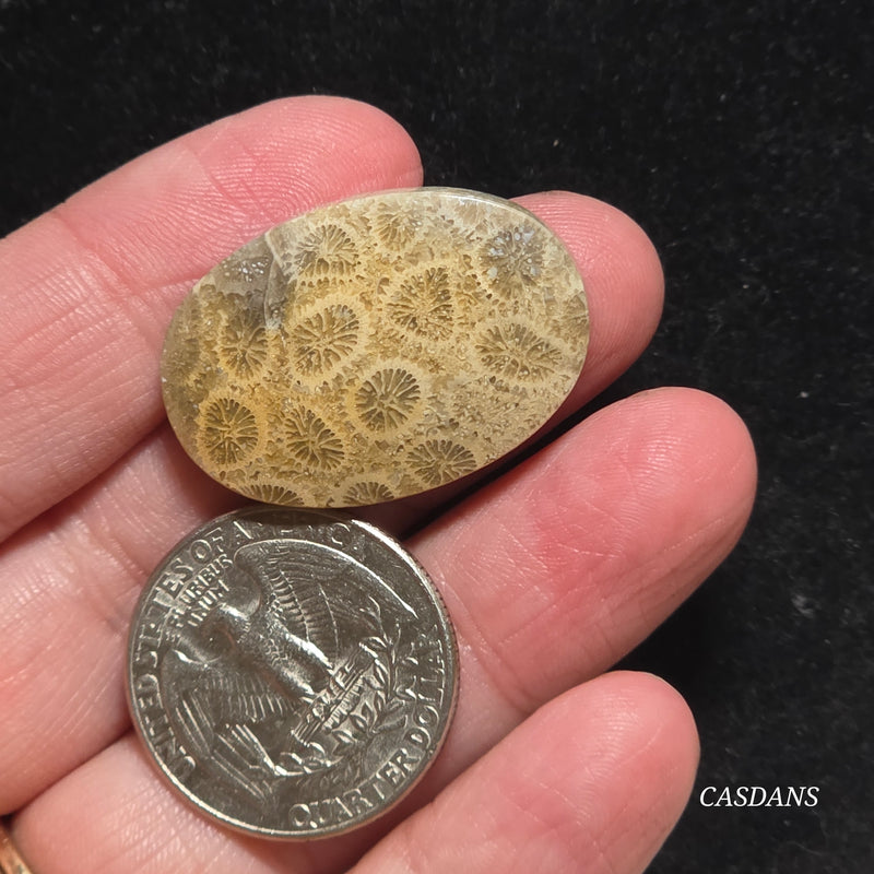 Coral Fossil Cabochon