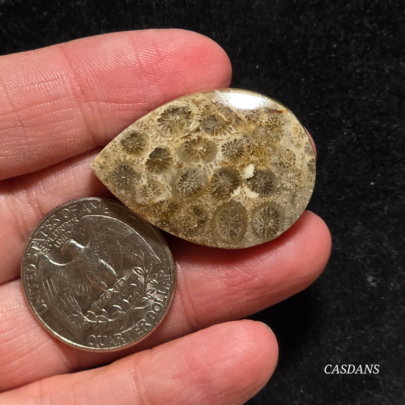 Coral Fossil Cabochon