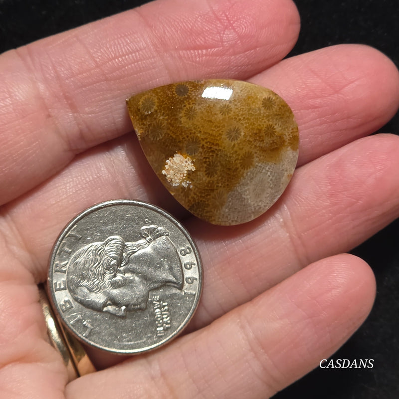 Coral Fossil Cabochon