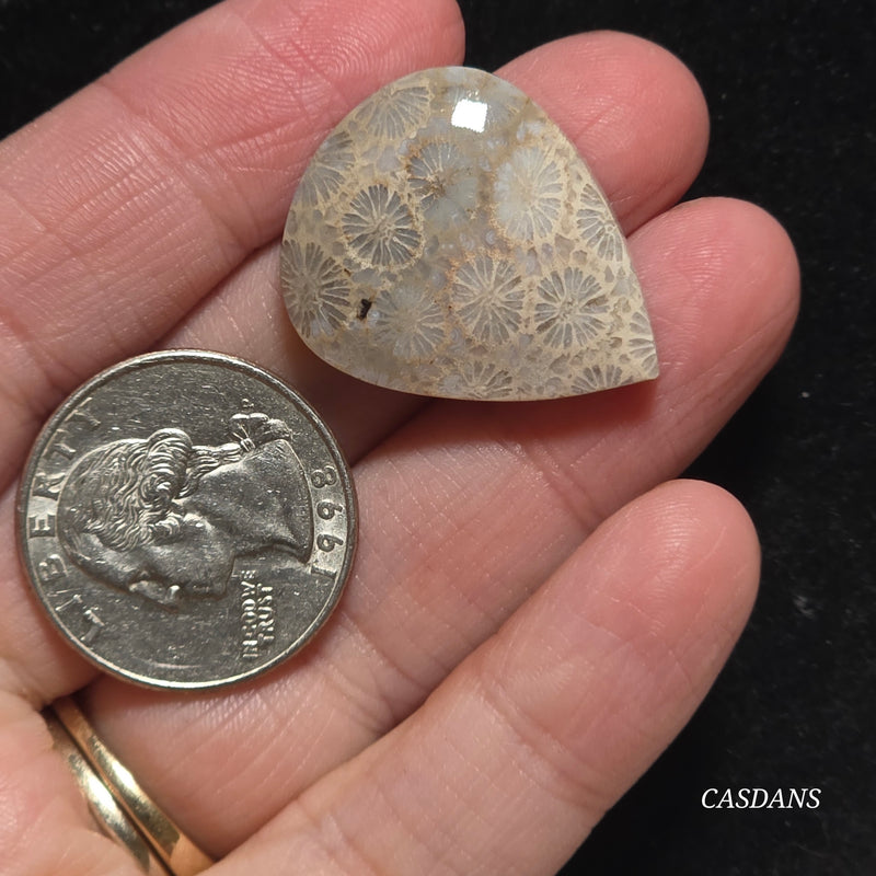 Coral Fossil Cabochon