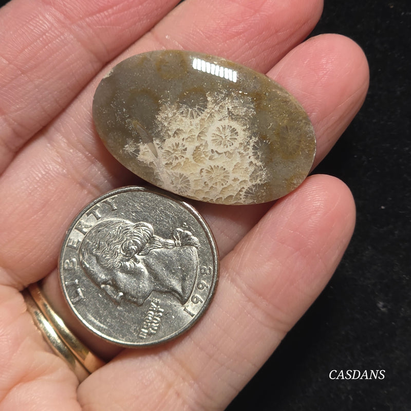 Coral Fossil Cabochon