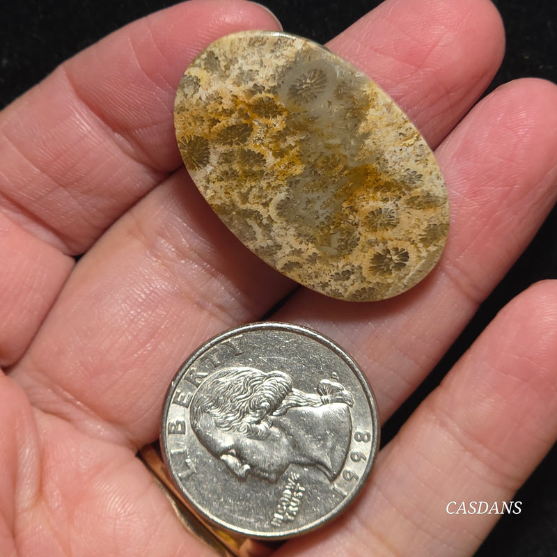 Coral Fossil Cabochon