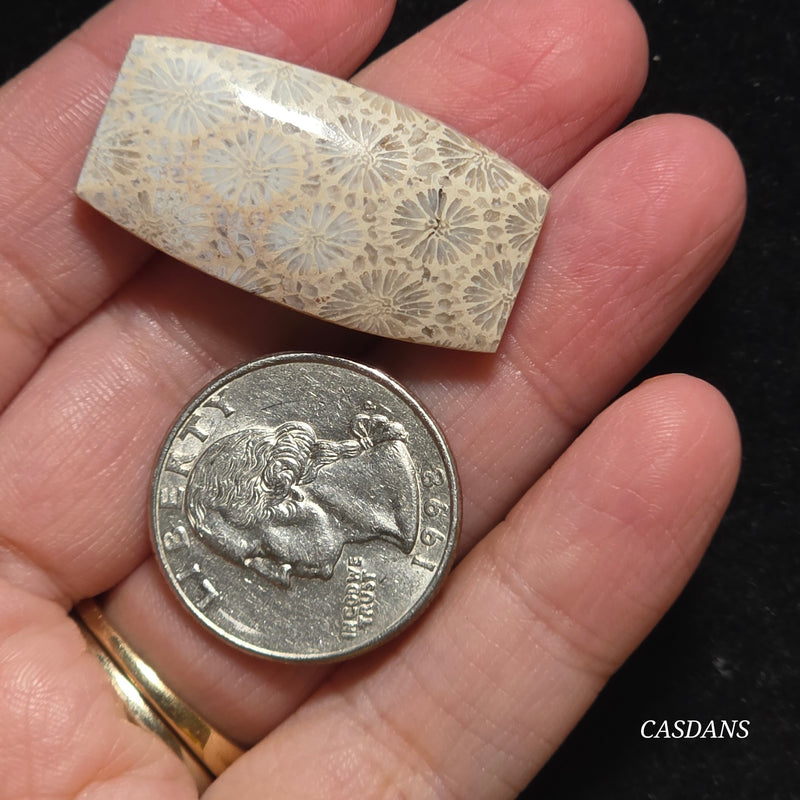 Coral Fossil Cabochon