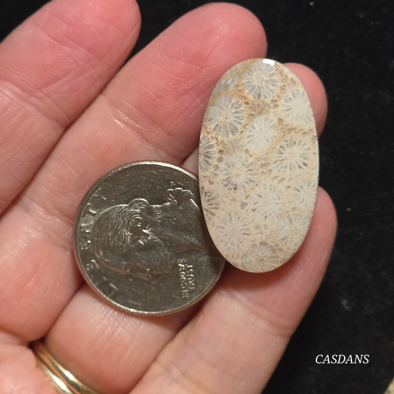 Coral Fossil Cabochon