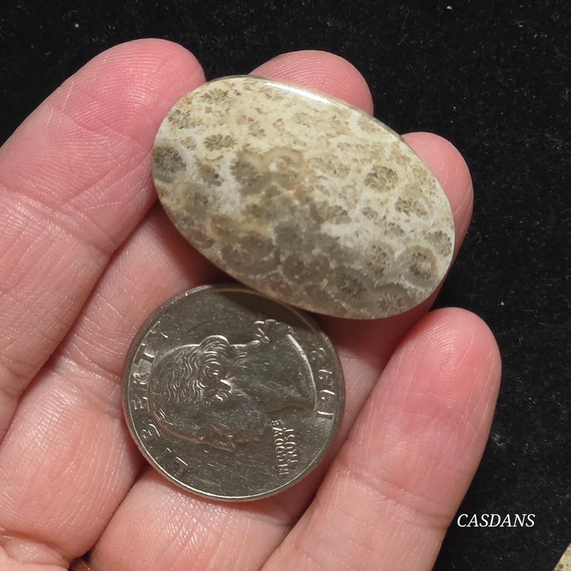 Coral Fossil Cabochon
