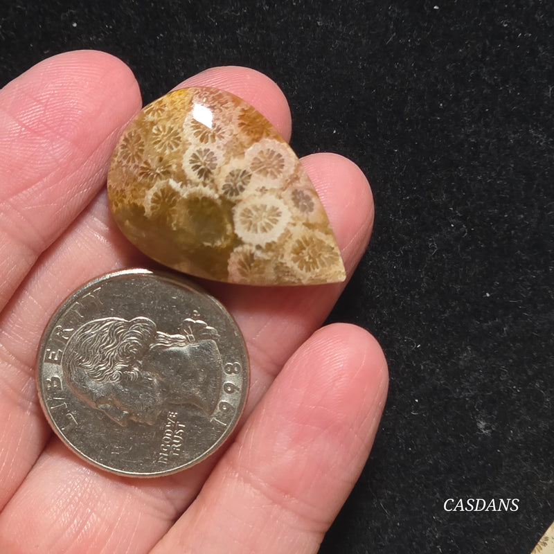 Coral Fossil Cabochon