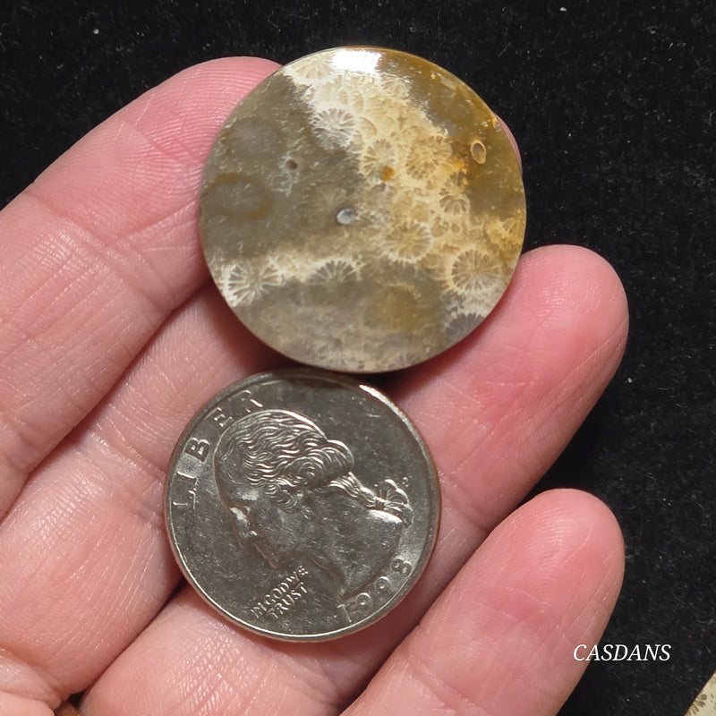 Coral Fossil Cabochon