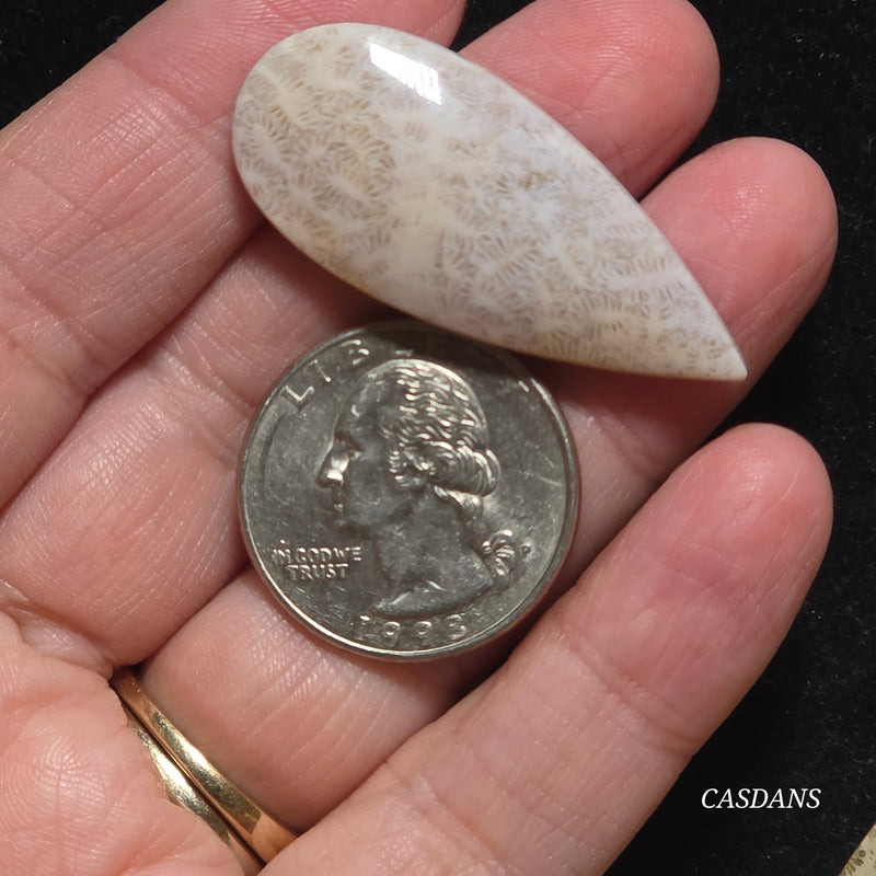 Coral Fossil Cabochon