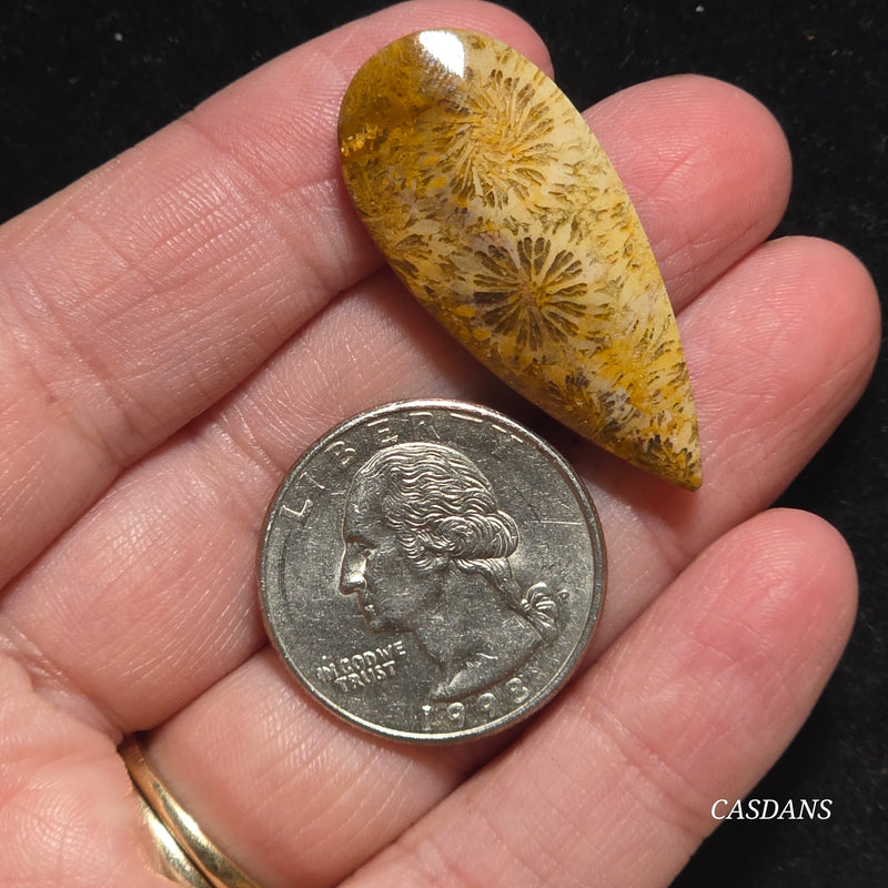 Coral Fossil Cabochon