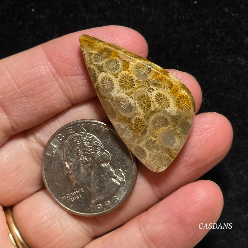 Coral Fossil Cabochon