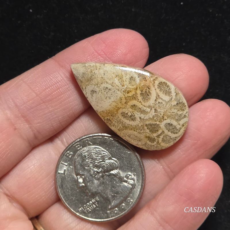 Coral Fossil Cabochon