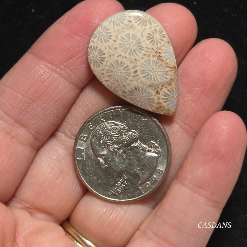 Coral Fossil Cabochon