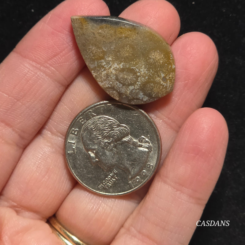 Coral Fossil Cabochon