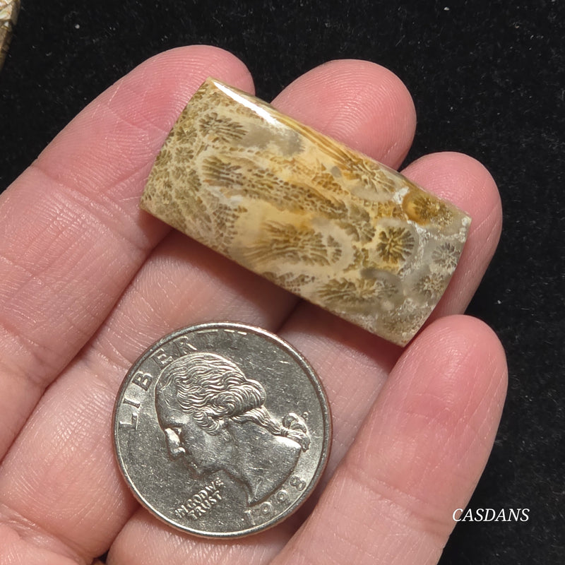 Coral Fossil Cabochon