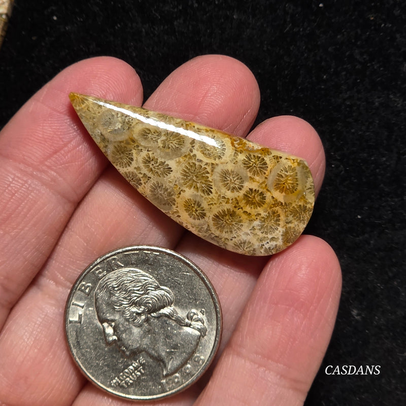Coral Fossil Cabochon