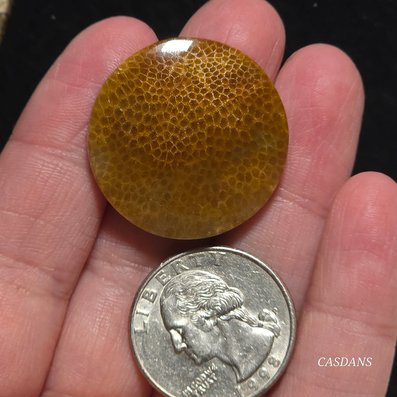 Coral Fossil Cabochon
