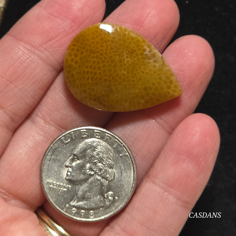 Coral Fossil Cabochon