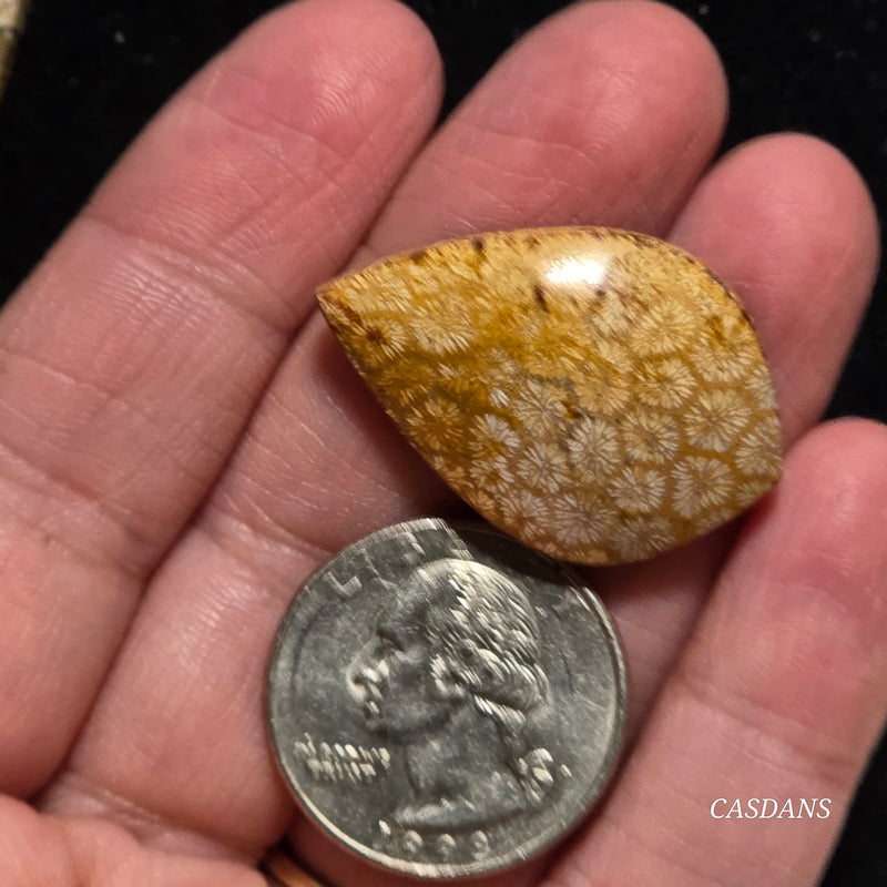 Coral Fossil Cabochon