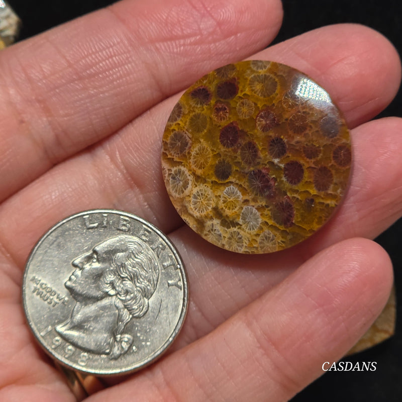 Coral Fossil Cabochon