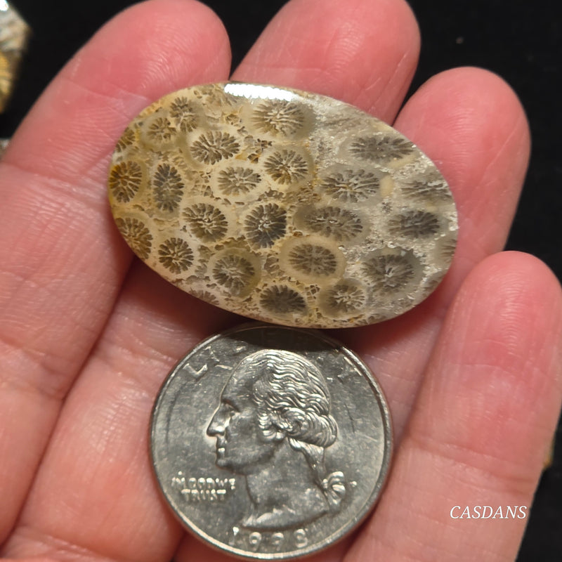 Coral Fossil Cabochon