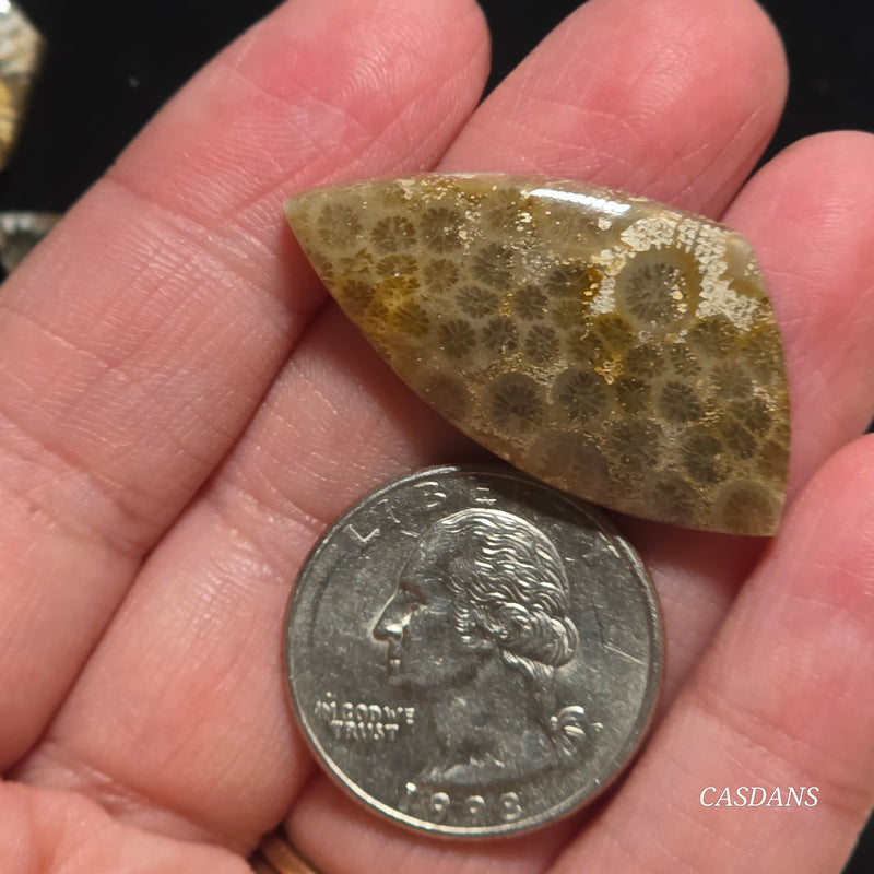 Coral Fossil Cabochon